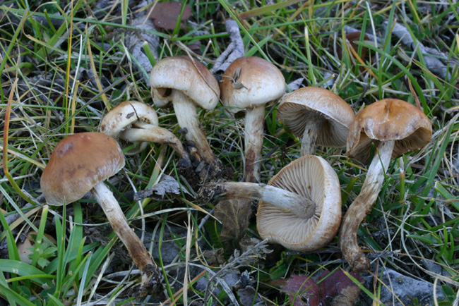 Quiz: un Genere poco rappresentato nel forum